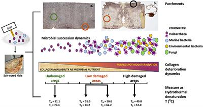 The Integration of Metagenomics and Chemical Physical Techniques Biodecoded the Buried Traces of the Biodeteriogens of Parchment Purple Spots